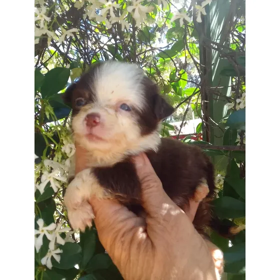 Hermoso Cachorro Chihuahua Día De La Tradicion By Masqueen