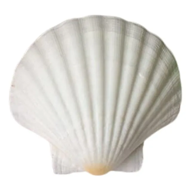 Concha Do Mar Shell