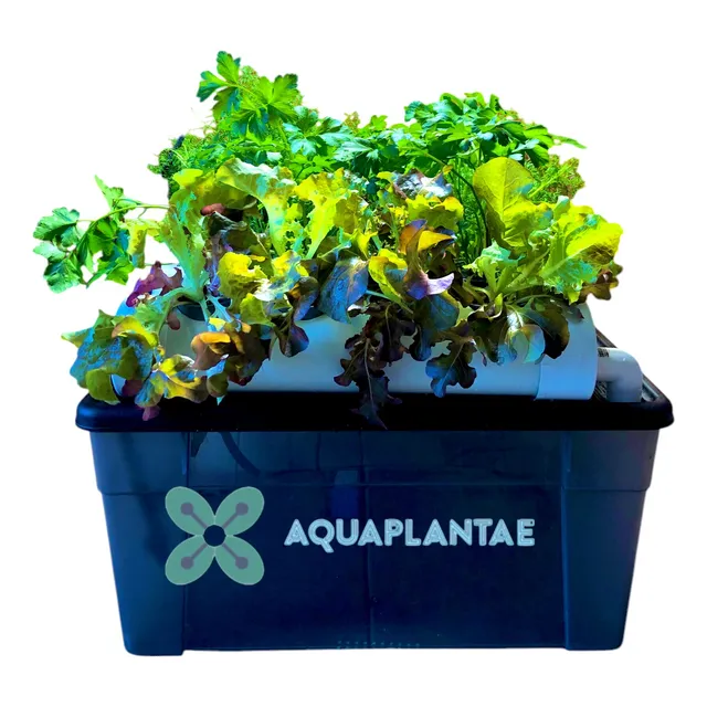 Mini Hidropónico (12 Plantas)