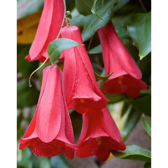 Semillas Flor Nativa Copihue Rojo Lapageria Rosea