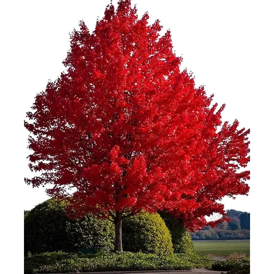 Mudas Legítimas De Red Maple - Bordo Canadense