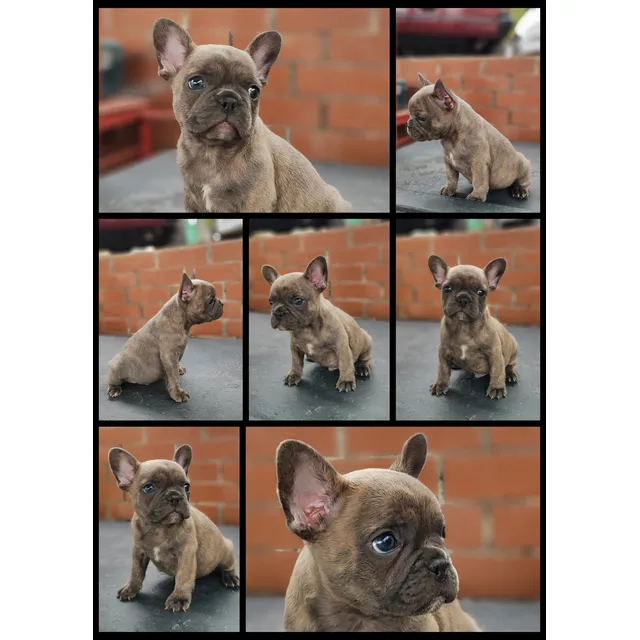 Bulldog Francés Macho De Pelaje Exótico