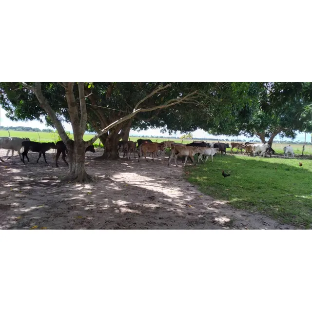 En Venta Finca En El Sector Los Corocitos. Maturin