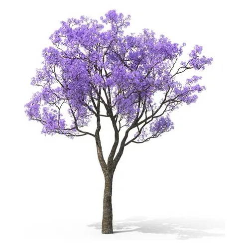 Jacaranda (1m Altura) Original Arbol Flor Jardin Maceta