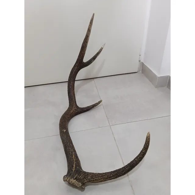 1 Asta De Ciervo - Cuerno - Decorativa De 75,5cm Largo