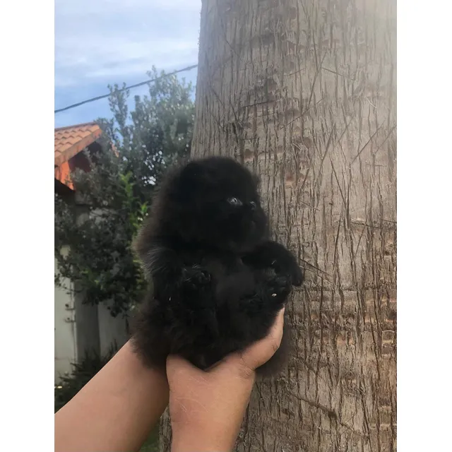 Gato Persa Macho Hermoso