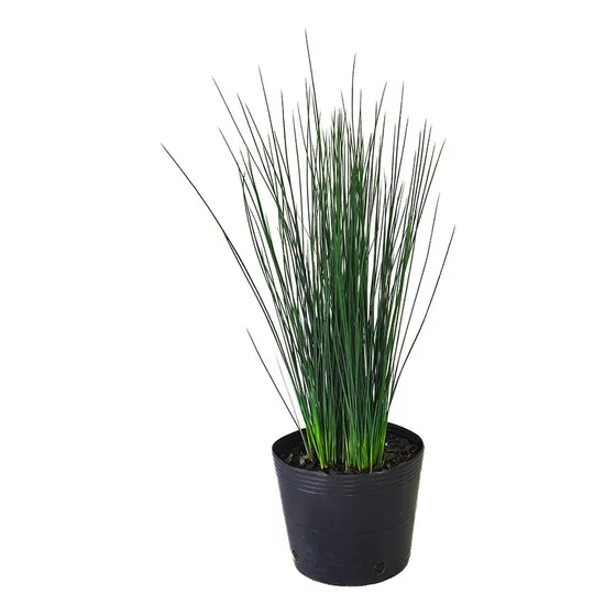 Juncos Azules - Ideal Jardines Estanques - Envíos