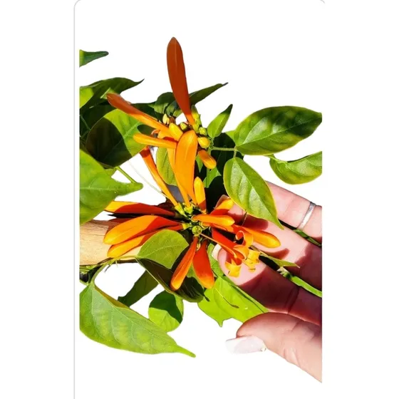 2 Pyrostegia Venusta Bignonia De Invierno  1.2m Z/del Viso