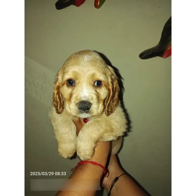 Cachorros Cockers Macho Caracas
