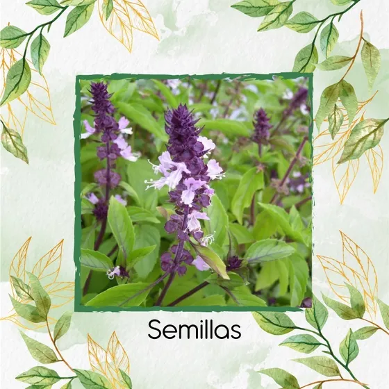 125 Semillas Orgánicas De Albahaca Canela 