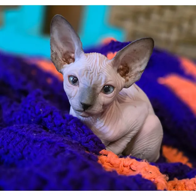 Divinos! Gatos Esfinge. Sphynx. Pelados. Sin Castrar! Seña.