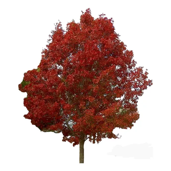 Fresno Rojo- 2,5 Mts- Naturaleza Activa