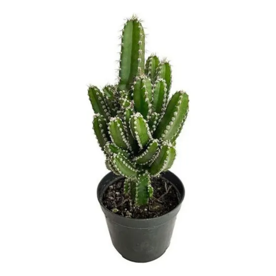 Planta Cacto Castelo De Fada ( Acanthocereus Tetragonus )