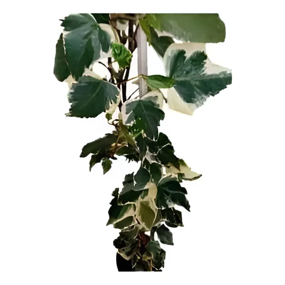 Pack De 10 Hiedra Pata De Gallo Trepadora Ornamental
