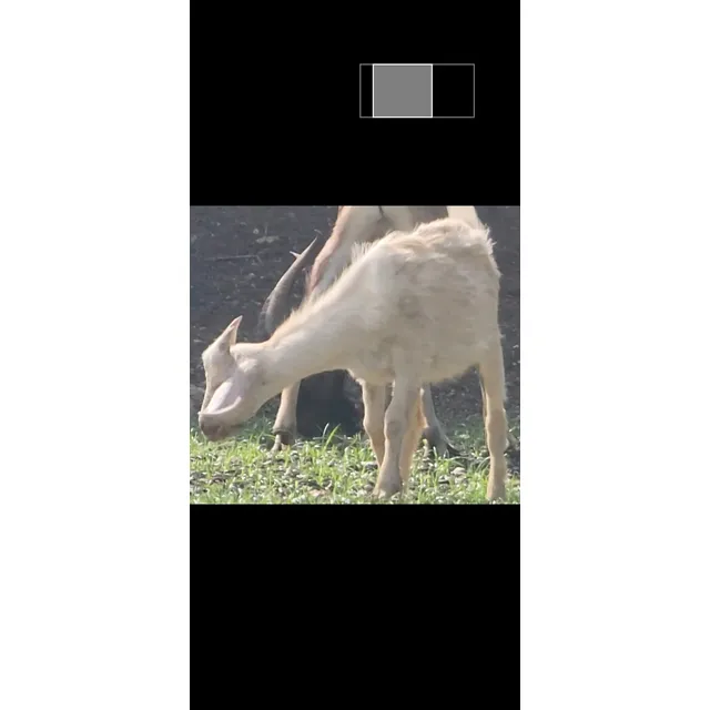 Cabras Chivas Caprinos
