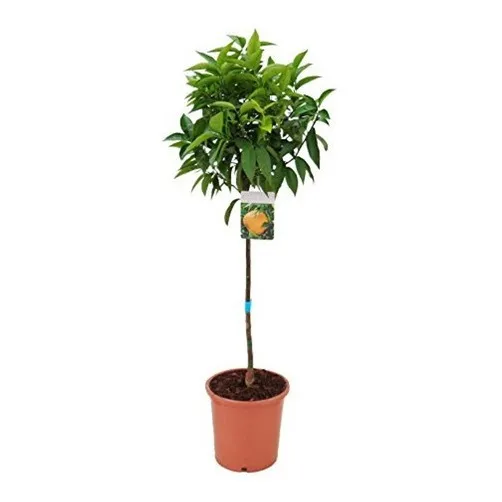 Lima Dulce Ideal Para Cultivar En Macetas Balcón/terrazas. 