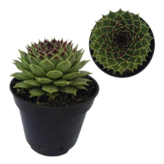 Muda Suculenta Sempervivum Calcareum Rara Coleção Plantas