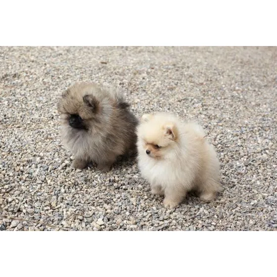 Cachorros Pomerania Optativos A Pedigreecriadero