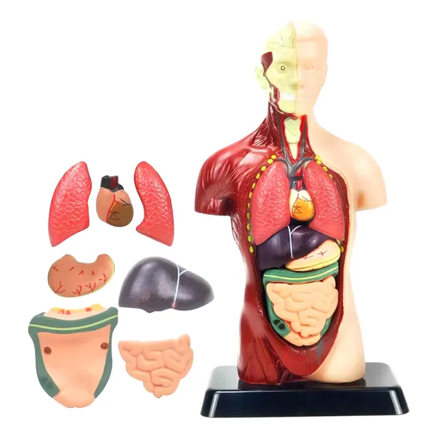 Modelo Anatómico Torso Humano Realista 24cms Piezas Móviles