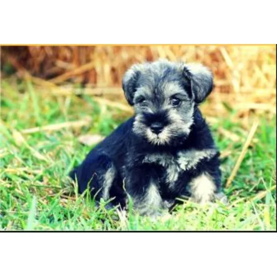 Cachorro Schnauzer Miniatura Cachorro Machito