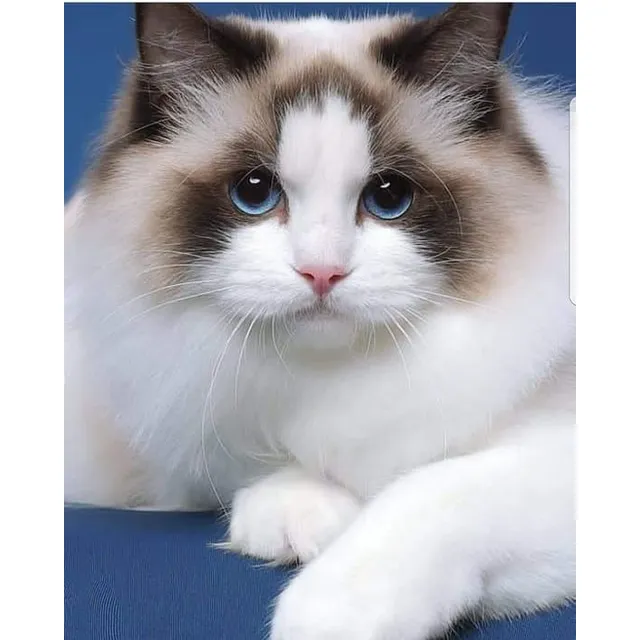 Hermosos Gatos Ragdoll Michis Pereira Manizales Cat Gatas