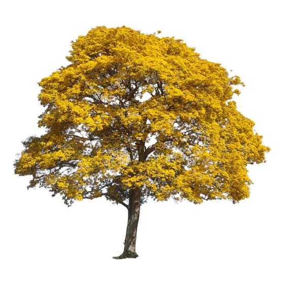 Lapacho Amarillo 80 Cm Envios 