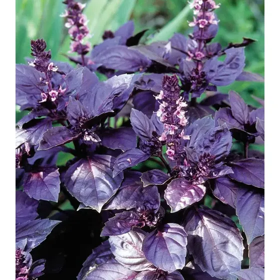 Semillas De Albahaca Morada Selección Premium
