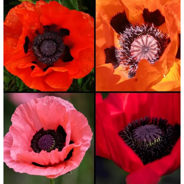 Semillas Flores Amapolas Del Cáucaso Mix Surtido X 500