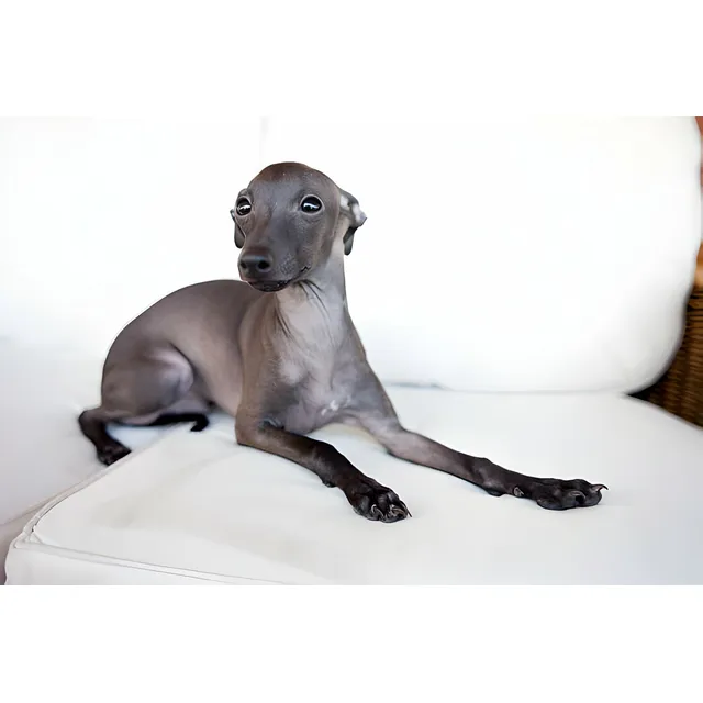 Cachorros Galgo Italiano Con Pedigree Perros Lebrel Italiano