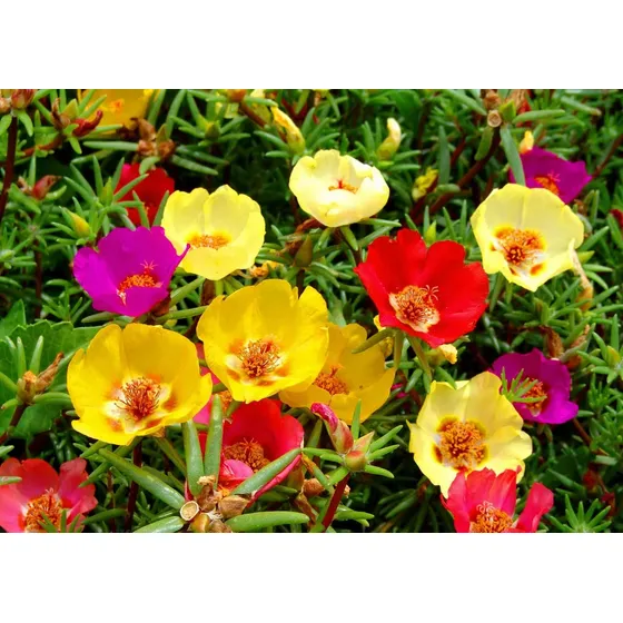 Purslane - Mezcla De Semillas De Flores Grandes De Portulaca