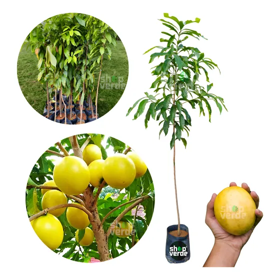 Muda Grande  De Abiu Amarelo - C/ 1,8m A 2m - P/produzir