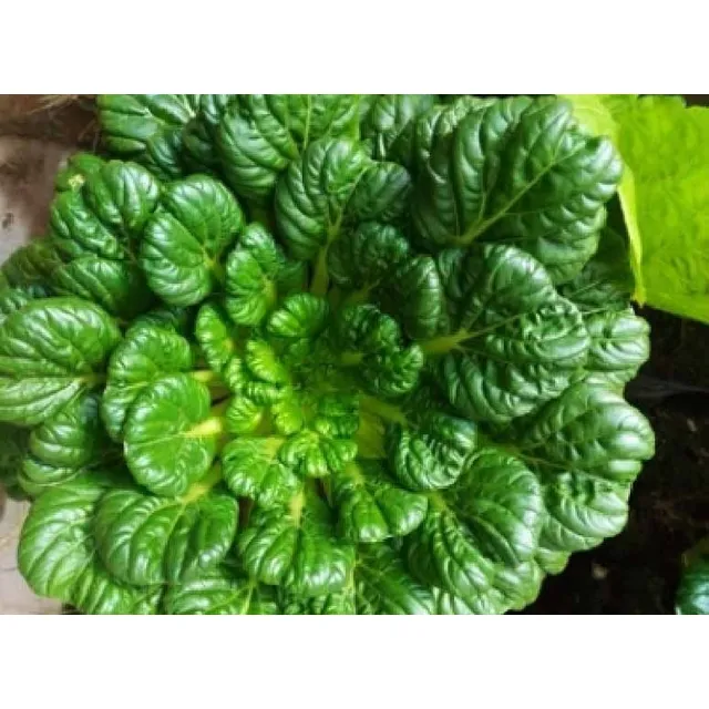 Semillas Organicas Tatsoi O Repollo Chino Tatchoy