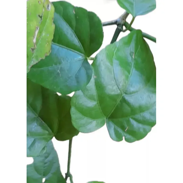 30 Muda De Insulina Vegetal 100% Natural Cipó Uva Do Mato 