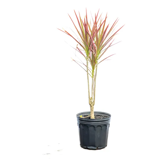 Dracena Tricolor Planta Decorativa Fácil Cuidado