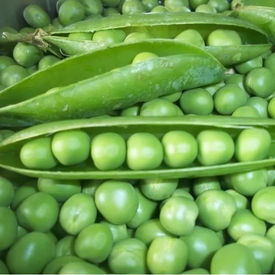 Semillas Arvejas! Excelente Germinación! La Huerta Orgánica
