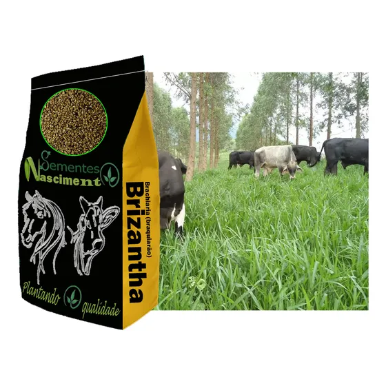 5kg Sementes De Brachiaria Brizantha Marandu Braquiarão