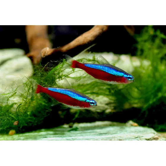 Peixe Neon Cardinal 2cm Pacote Com 5 Unidades (cote Frete)