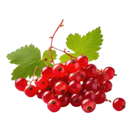 1 Planta De Grosella Roja