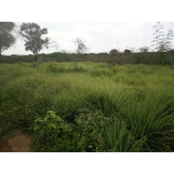 Malojillo Orgánico