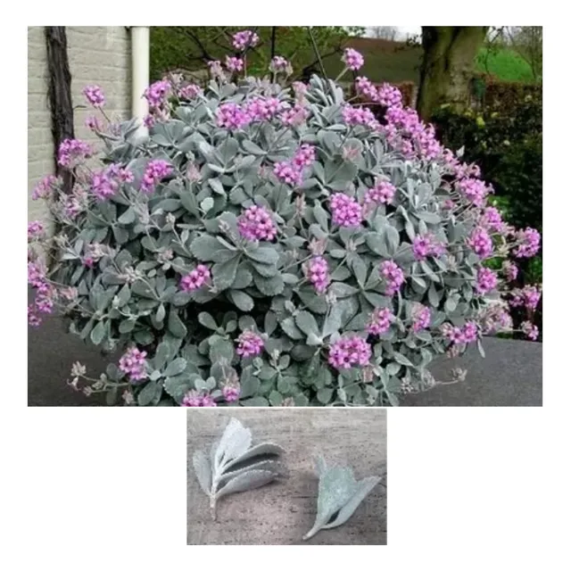 10 Esquejes (plantulas) De Suculenta Kalanchoe Pumila Baker