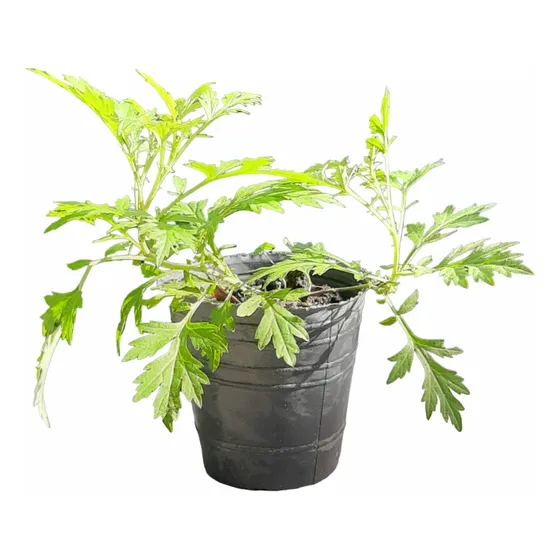 Ajenjo Planta Aromática Raíces Arcoiris Moron Caba