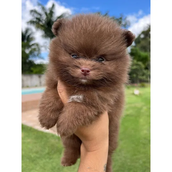Pomerania Choco Mini Cara De Oso Chocolate