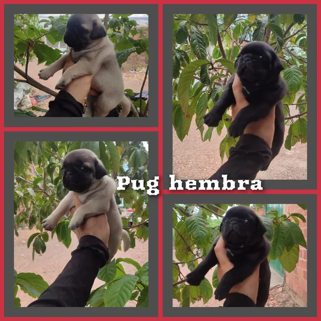 Cachorros Pug Carlino