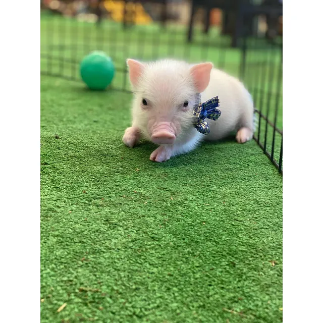 Cerditos Minipigs Cuernavaca Desde Criadero
