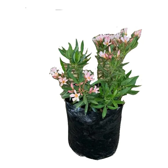 Laurel Enano De Flor Damasco Arbusto Ornamental