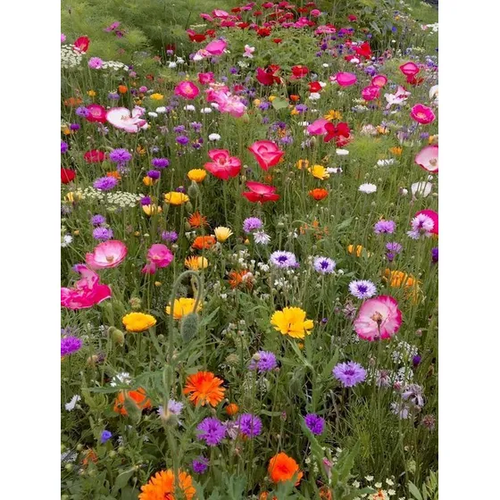 Césped Japonés + 500 Semillas De Flores Enanas - Indra