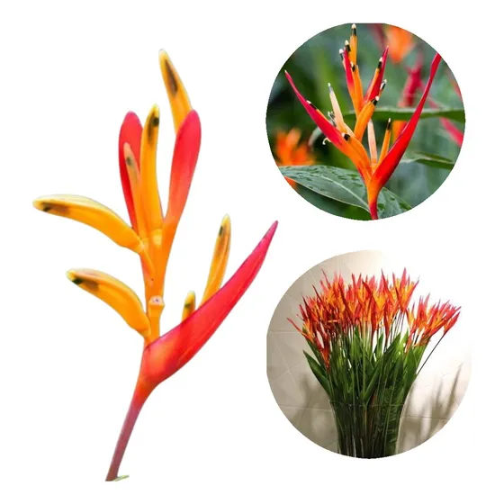 Helicônia Psittacorum. Seu Jardim Mais Lindo! (10 Bulbos)