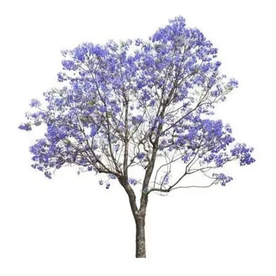 240 Sementes Jacarandá Azul Ipê Rosa Vermelho P Mudas Flores