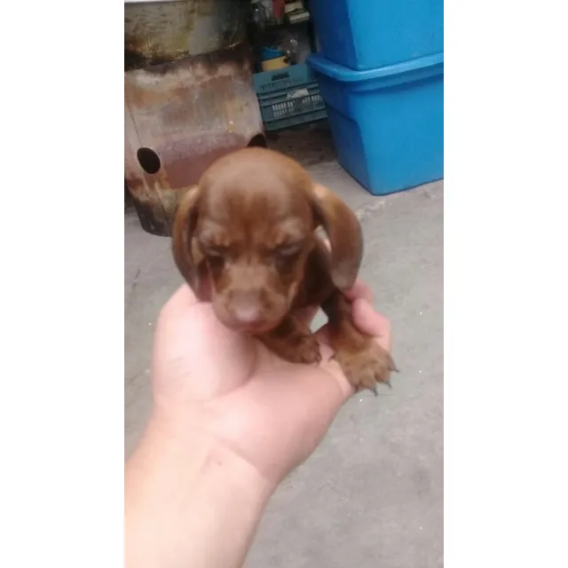 Daschound Ministura(salchicha Mini)