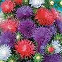 Aster Pluma De Avestruz Sortida 100 Sem Cultive Em Vasos